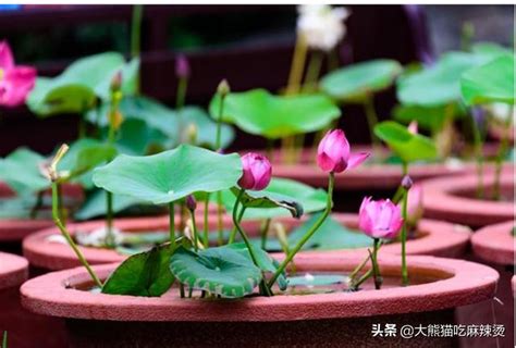 荷花怎麼養